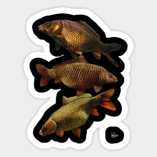 Common carp Sticker